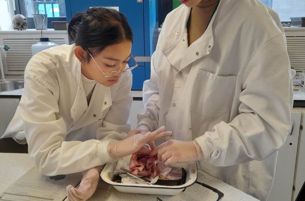 Science Students Investigate Hearts