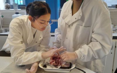 Science Students Investigate Hearts